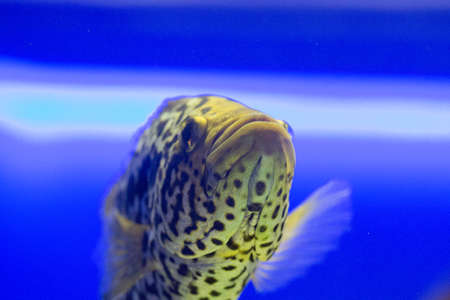 Beautiful colorful fish in the aquarium