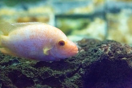 Beautiful colorful fish in the aquariumの写真素材