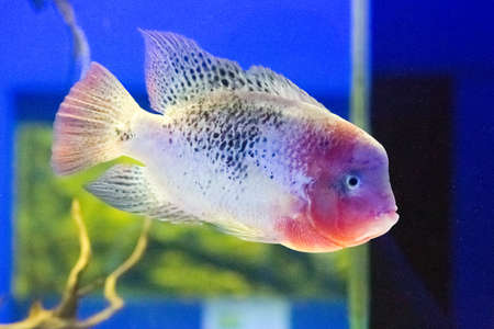Beautiful colorful fish in the aquariumの写真素材