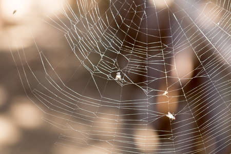 Fly caught in a spider webの写真素材
