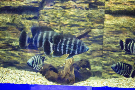 Beautiful colorful fish in the aquariumの写真素材