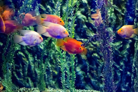 Beautiful colorful fish in the aquariumの写真素材