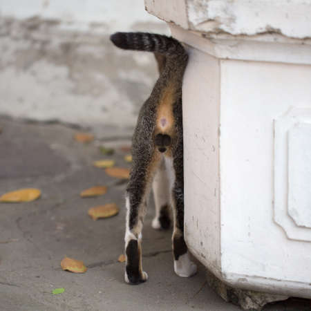Cats on the streets of Bangkokの写真素材