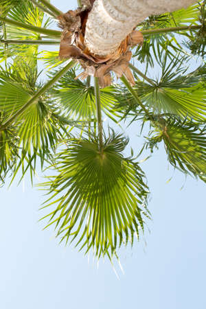 Palm view from belowの写真素材