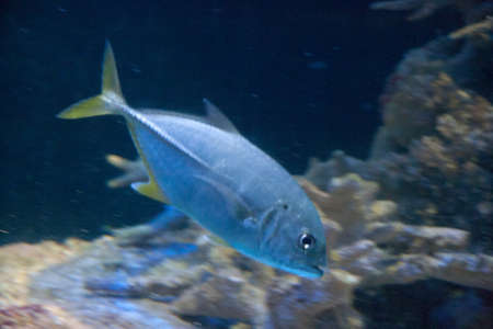 Beautiful colorful fish in the aquarium.