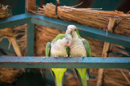Young couple parrots photo for you and your design