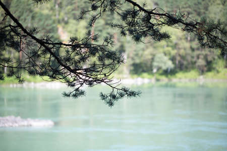 Branch of a treeの写真素材