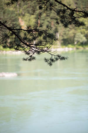 Branch of a tree photo for youの写真素材