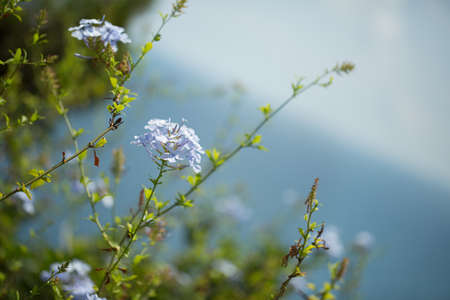 Floral card for your designの写真素材