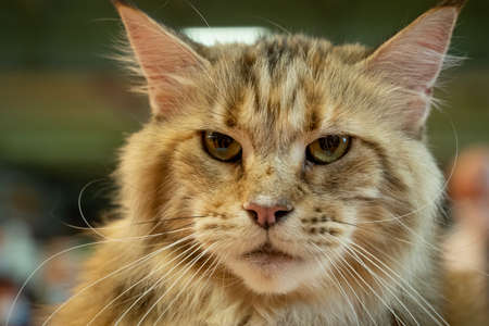 Competition cat at the Agricultural center of Parisの写真素材
