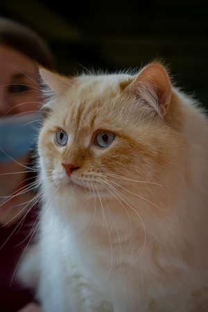 Competition cat at the Agricultural center of Parisの写真素材
