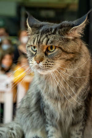 Competition cat at the Agricultural center of Paris