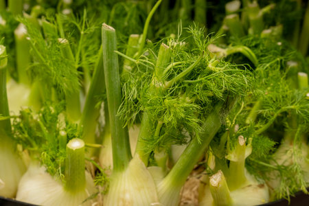 Primeur fruits and vegetables. Stall of fruits and vegetables at a greengrocerの写真素材