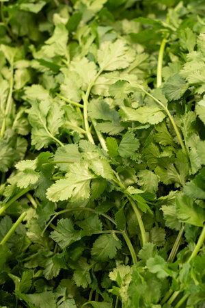 Primeur fruits and vegetables. Detail of fresh mint at a greengrocer