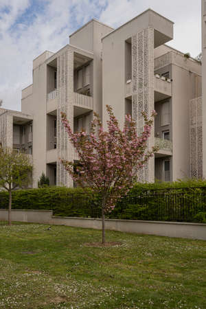 Close up shot of pink flowering trees and building behind
