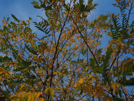 Amazing low angle view of an autumn tree with yellow and green leave whose branches take peculiar...