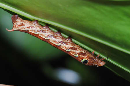 Pergesa actea