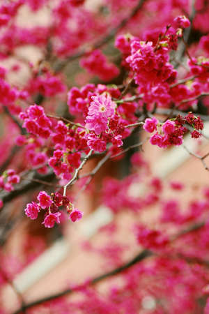 sakuraの写真素材