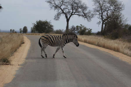 Zebra Crossingの写真素材