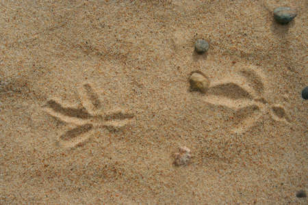 footprints on beach sands