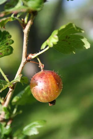 Closeup green and red goose berries in a gardenの写真素材