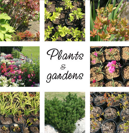 Set of plants and gardens details in summerの写真素材