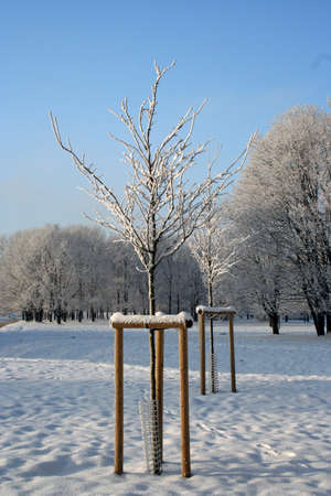 Young apple trees in sunny winter dayの写真素材