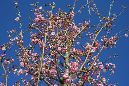 Pink Sakura Blossom Vivid Sweet Colorの写真素材
