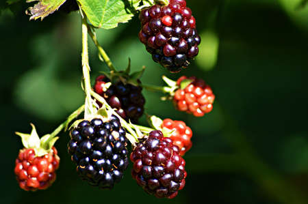blackberry s vine 