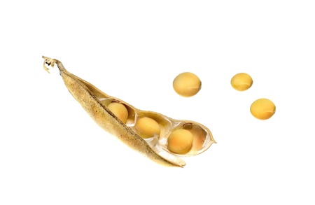 Soybean pods isolate on white background の写真素材