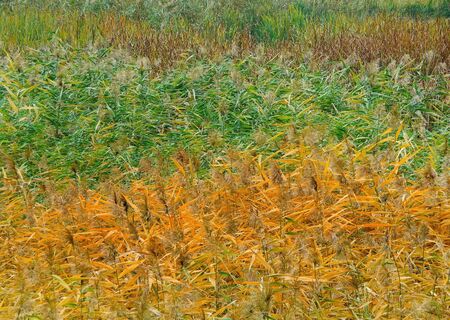 Thickets of reeds in the swamp, plant background with green and yellow leaves の写真素材