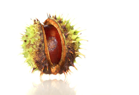 Chestnut isolated on whiteの写真素材