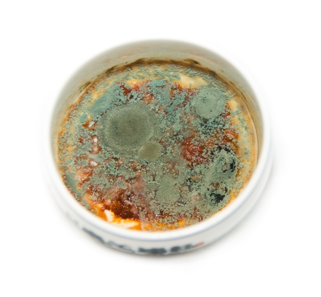 fungus of mold の写真素材