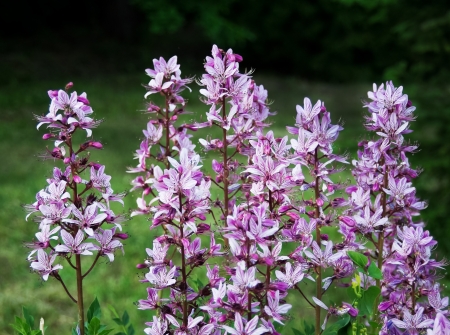 Dictamnus albus flowers, burning bush or Fraxinellaの写真素材