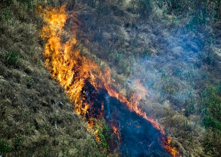 Flames of fire - burning dry grass on the hillsideの写真素材