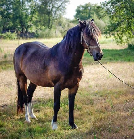 horseの写真素材