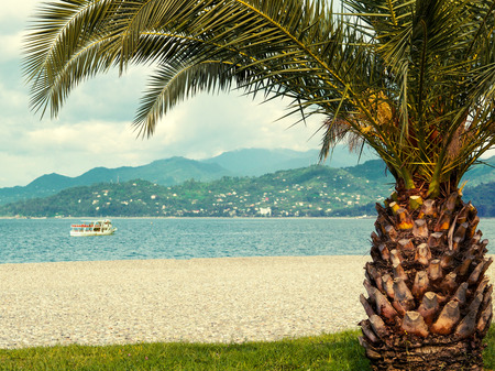 tropic palm on the beachの写真素材