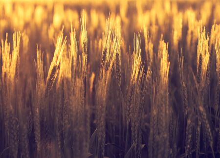 Wheat field - agricultural landscape with soft light effect. Golden wheat with bokeh blur at...
