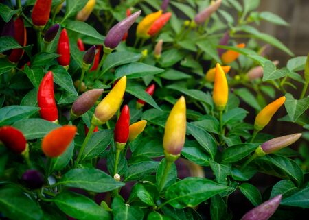 Bright colored pepper plants - hot chilly peppers in soft focus. Little red hot Hawaiian Chile Peppers on a branch, closeup.の写真素材
