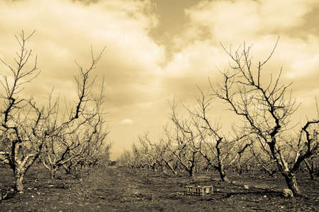 Dramatic Orchardsの写真素材