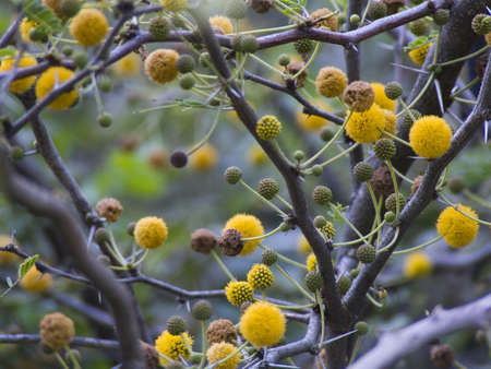 Space Flowersの写真素材