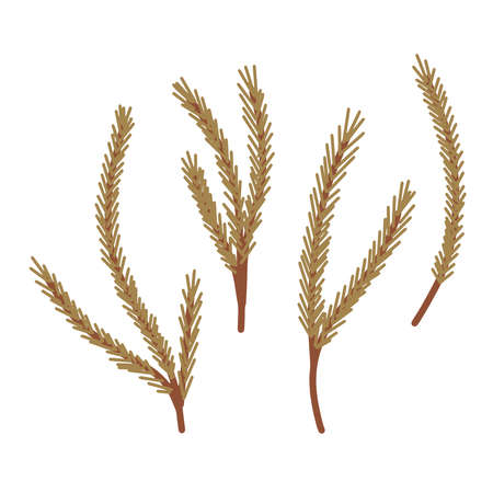 Cute christmas tree branches on white backgroundのイラスト素材