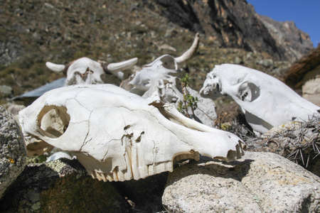 Pile of cow skulls on a trail near Huaraz, Peruの写真素材