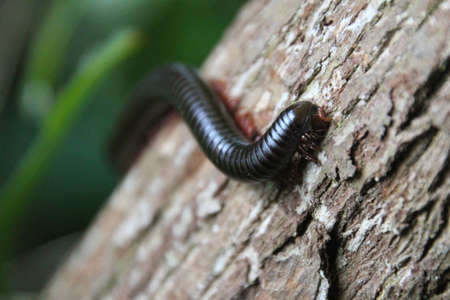 Milipede crawling in the forest in front of Tayrona National Park beaches near Santa Marta, Colombiaの写真素材