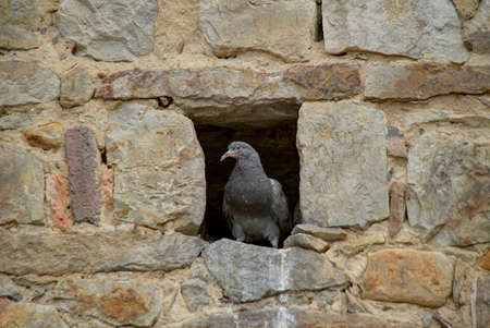 Pidgeon peeking out of a hole in the stone wall of Iglesia Santa Clara in Bogota, Colombiaの写真素材