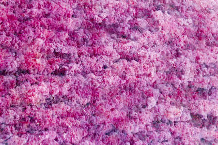 Red Macarenia clavigera plant in Crystal Canyon Colombiaの写真素材