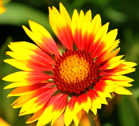 Flowerの写真素材