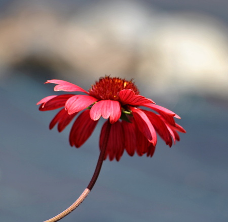 Flowerの写真素材