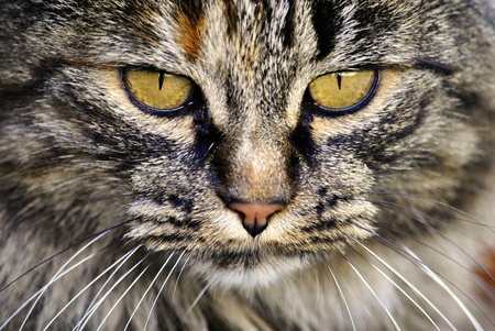 Catの写真素材