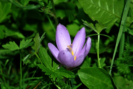 Flowerの写真素材